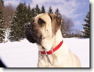 English Mastiff