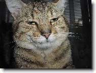 European Shorthair Cat