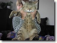 European Shorthair Cat