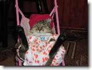 European Shorthair Cat