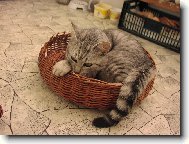 European Shorthair Cat