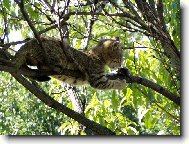 European Shorthair Cat