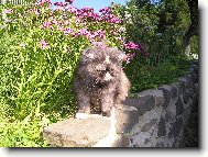 Persian cat