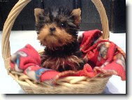 Jork��rsk� terier, Yorkshire Terrier,