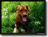 Rhodesian Ridgeback