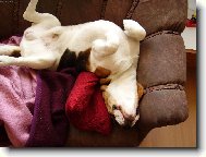 Beagle Harrier