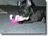 Bouledogue francais, French Bulldog