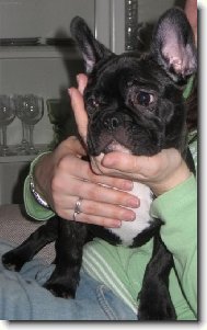 Bouledogue francais, French Bulldog
