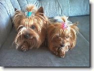 Chinese Crested Dog