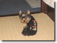 Jork��rsk� terier, Yorkshire Terrier,