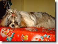 �icu, Shih-Tzu