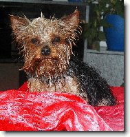 Jork��rsk� terier, Yorkshire Terrier,