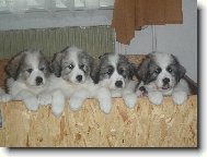 Chien de Montagne des Pyr�n�es