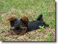 Jork��rsk� terier, Yorkshire Terrier,