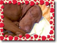 R�vidsz�r� Magyar Vizsla, Hungarian Short-haired Pointing Dog