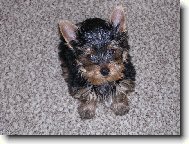 Jork��rsk� terier, Yorkshire Terrier,