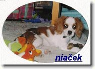 Cavalier King Charles Spaniel