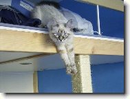 Neva cat, Neva Masquarade