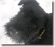 Schnauzer