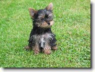 Jork��rsk� terier, Yorkshire Terrier,