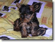 Jork��rsk� terier, Yorkshire Terrier,