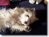 Chinese Crested Dog