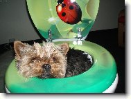 Jork��rsk� terier, Yorkshire Terrier,