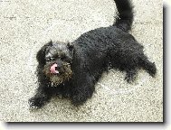 Chinese Crested Dog