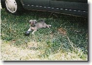 Chinese Crested Dog