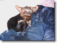 Jork��rsk� terier, Yorkshire Terrier,