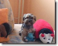 Jork��rsk� terier, Yorkshire Terrier,