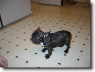 Chinese Crested Dog