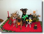 Chinese Crested Dog