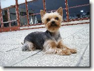 Jork��rsk� terier, Yorkshire Terrier,