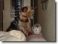 Jork��rsk� terier, Yorkshire Terrier,