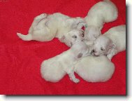 Maltese