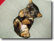 Jork��rsk� terier, Yorkshire Terrier,
