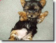 Jork��rsk� terier, Yorkshire Terrier,