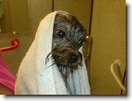 Jork��rsk� terier, Yorkshire Terrier,