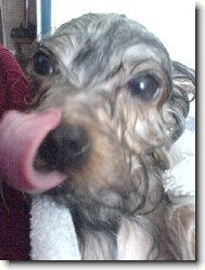 Jork��rsk� terier, Yorkshire Terrier,