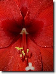 detail kv�tu