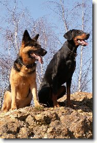 German Shepherd Dog