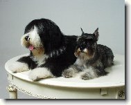 Chinese Crested Dog