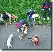 Chinese Crested Dog
