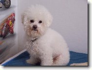 Bichon � poil fris�, Bichon Frise