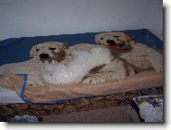 Bichon � poil fris�, Bichon Frise