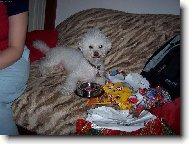 Bichon � poil fris�, Bichon Frise