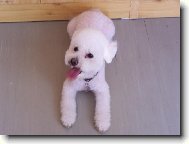Bichon � poil fris�, Bichon Frise