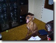 Rhodesian Ridgeback