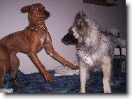 Rhodesian Ridgeback
